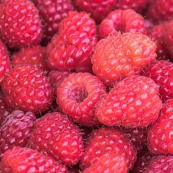 Himbeere trägt immer wieder Früchte – einjähriger Sämling (ausgegraben)