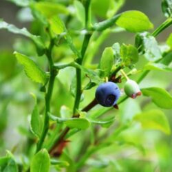 Blaubeere –  Herbst (späte Sorten) - Sämling aus einem Multitopf