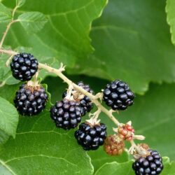 Brombeere - dornenlos - 1-jähriger Sämling